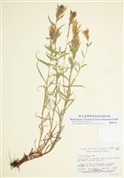 藏品(火焰草屬)的圖片